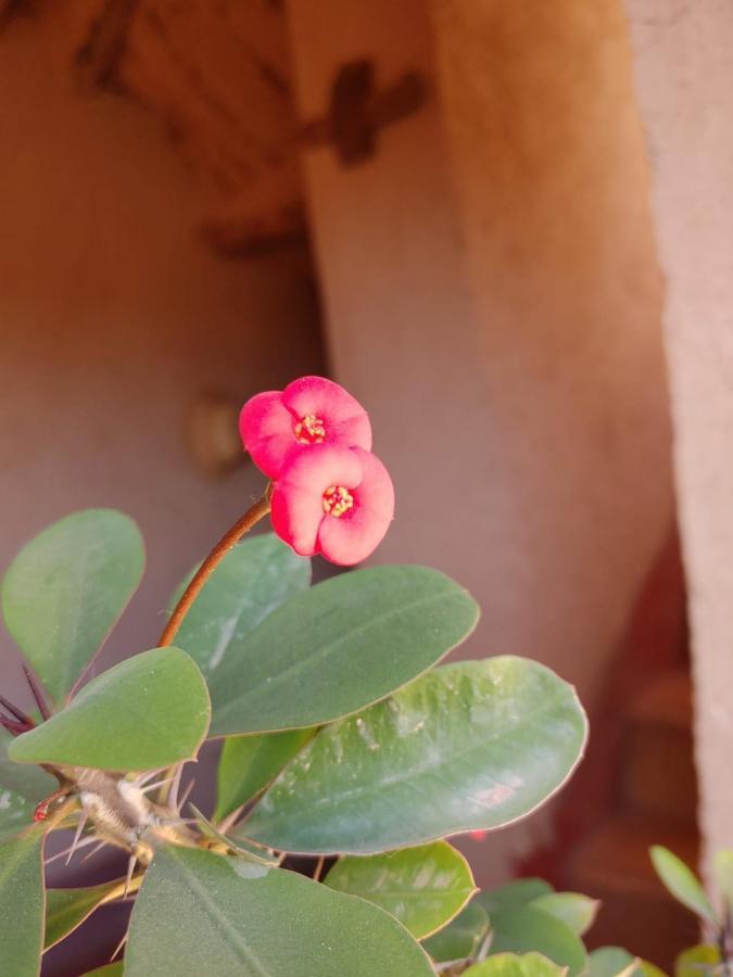Les Jardins Du M'Goun Bed & Breakfast Kelaat-M'Gouna Ngoại thất bức ảnh