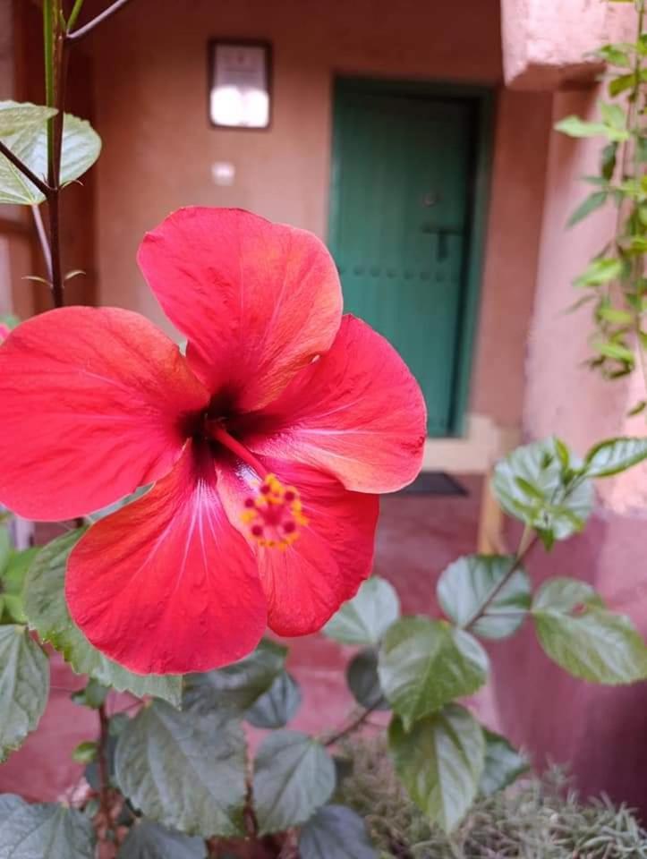 Les Jardins Du M'Goun Bed & Breakfast Kelaat-M'Gouna Ngoại thất bức ảnh